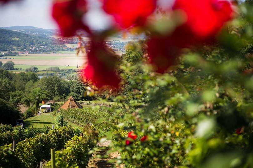 Dni Otwartych Winnic w Winnicy Dąbrówka