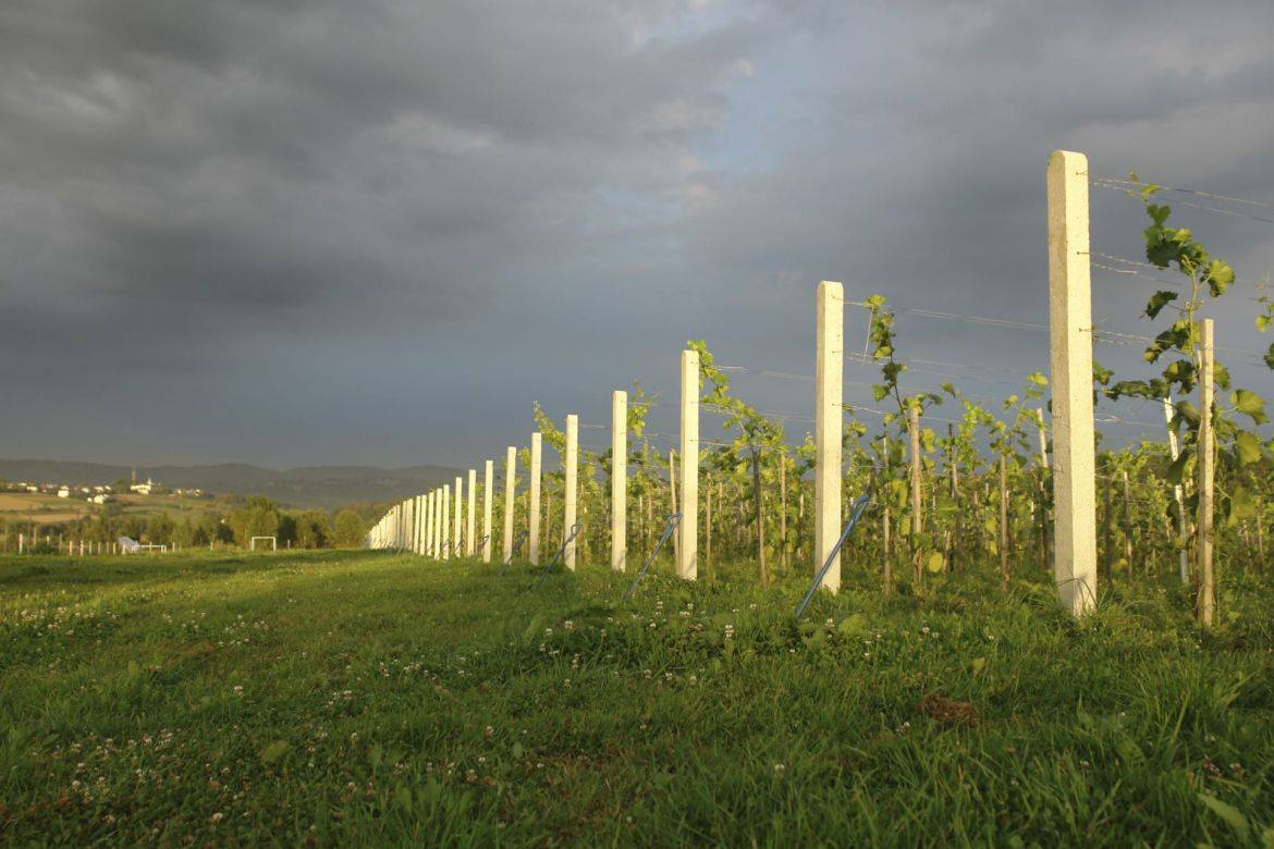 Wyjazd studyjny KiW do winnic Podkarpacia