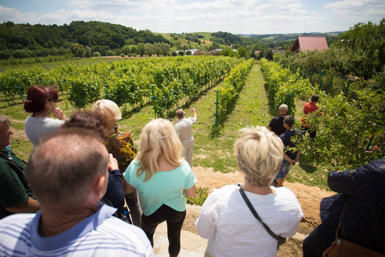 Dni Otwartych Winnic w Winnicy Piwnice Antoniego