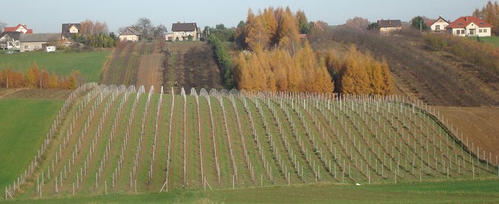 Cudze chwalicie swego nie znacie. Degustacja win polskich.