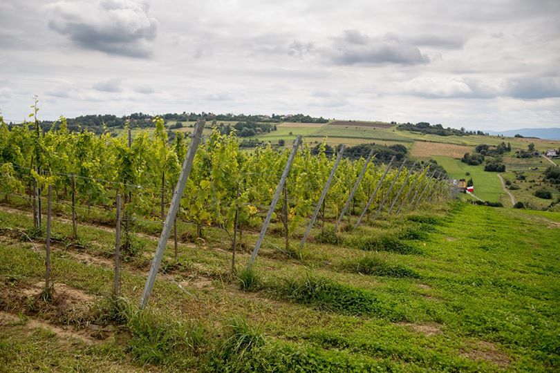 Dni Otwartych Winnic 2017 w Winnicy Wieliczka