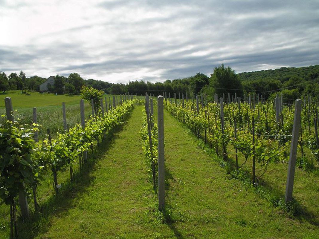 Spotkanie NA Winnicy