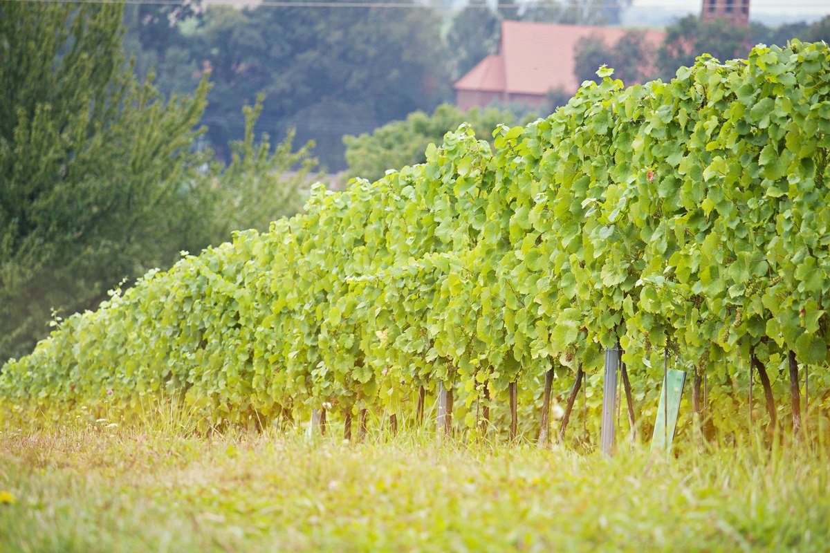 Winobranie + Degustacja Win = Winnice Wzgórz Trzebnickich