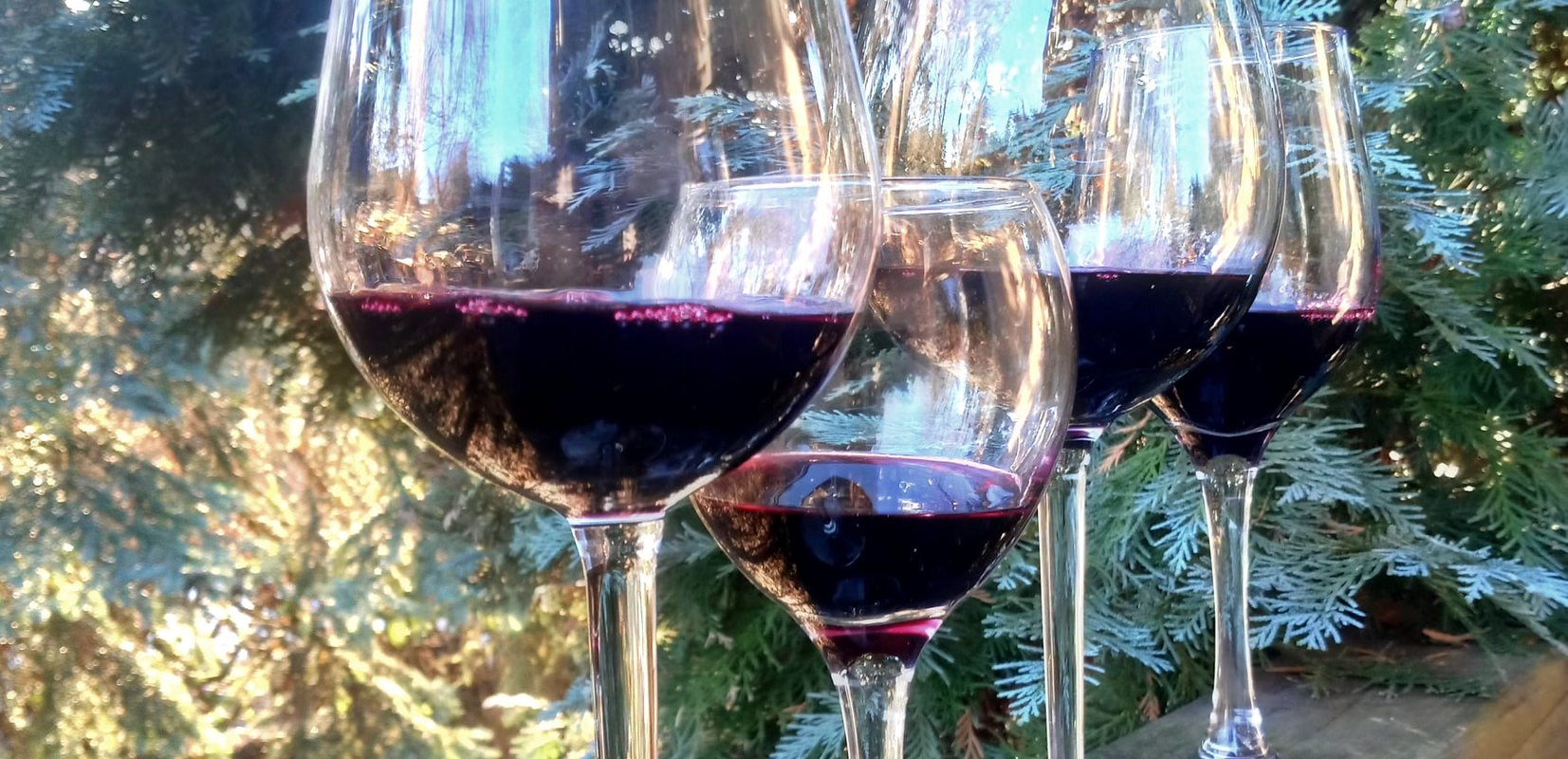 Winne warsztaty łączenia smaków z Enoportalem - wina czerwone