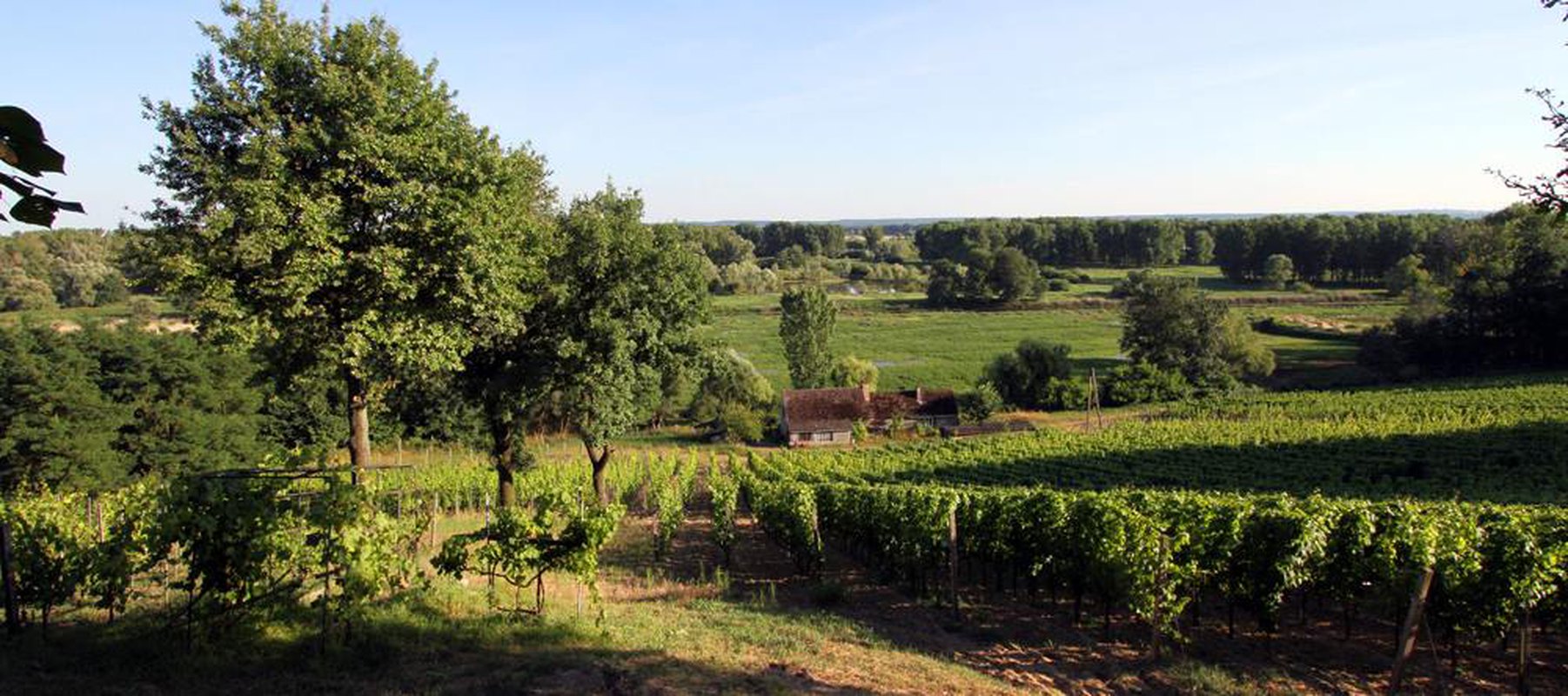 Winobranie w Winnicy Rodziny Krojcig