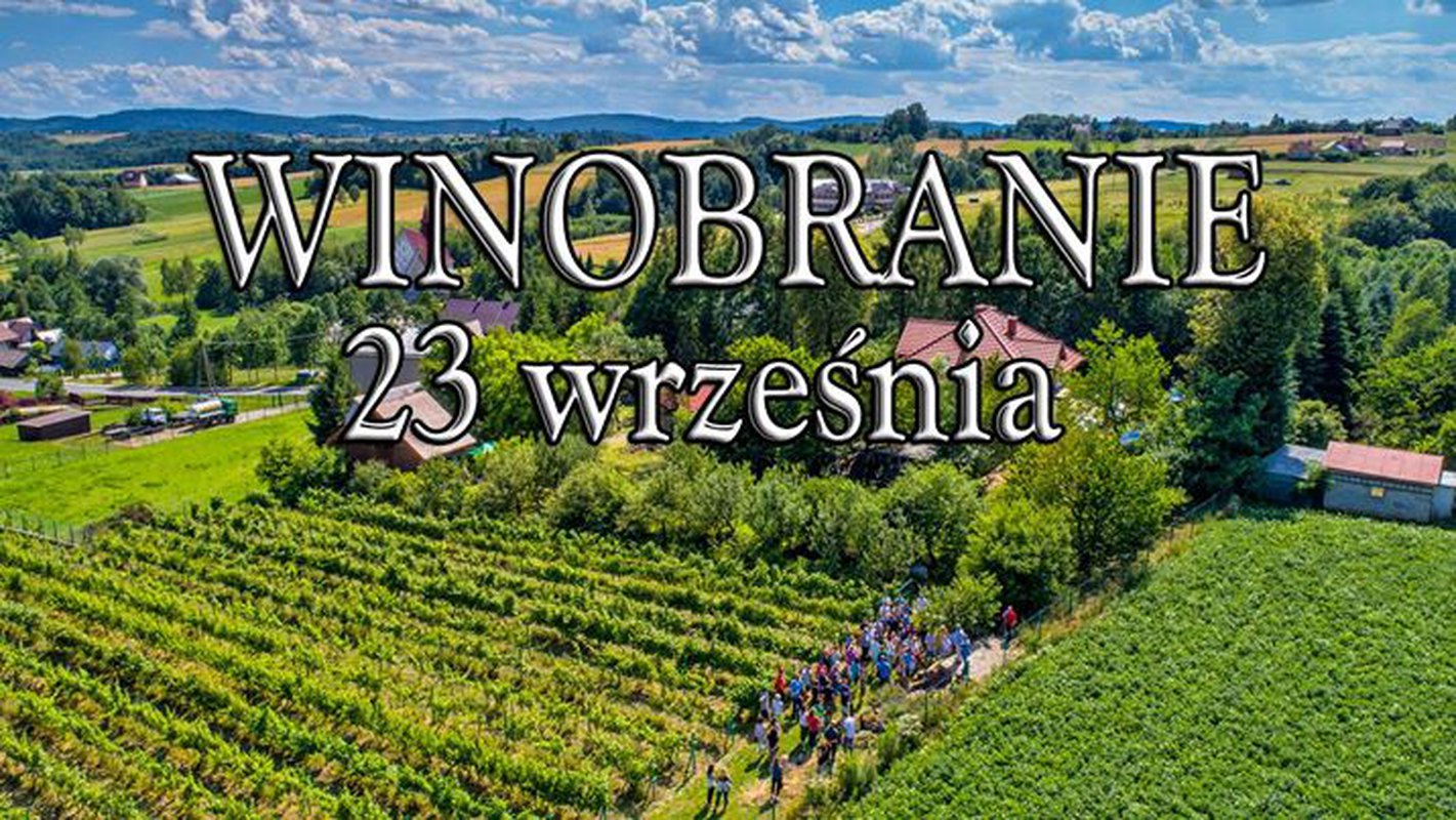 Winobranie - Piwnice Antoniego