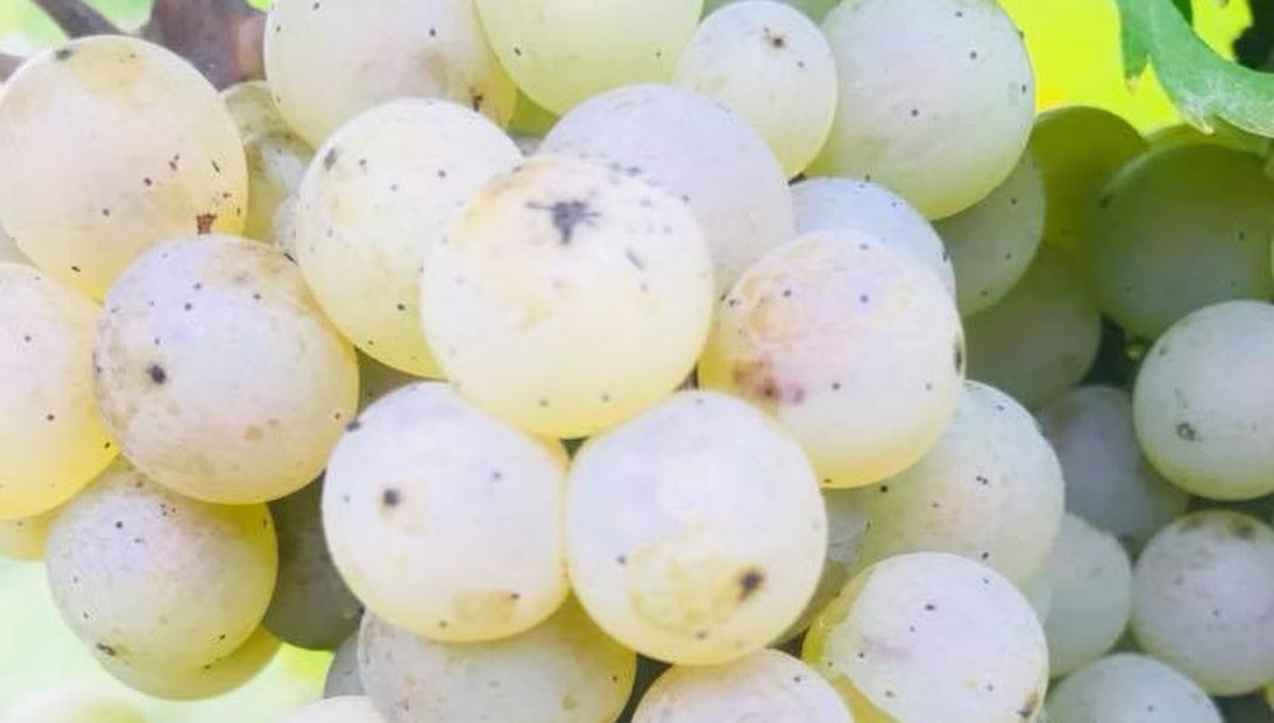 Sandomirius Riesling 2018 - od zbioru po degustacje