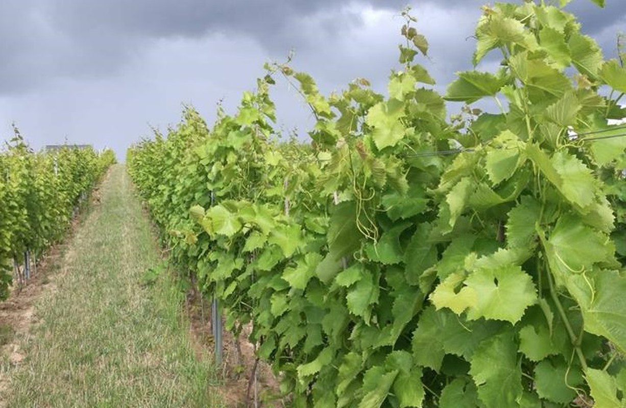 Wine tasting - Let's uncork Polish wines!