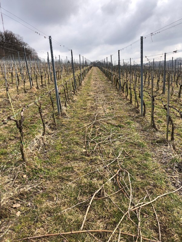 Cięcie zimowe z szacunkiem dla Natury - szkolenie przedłużające życie winnicy