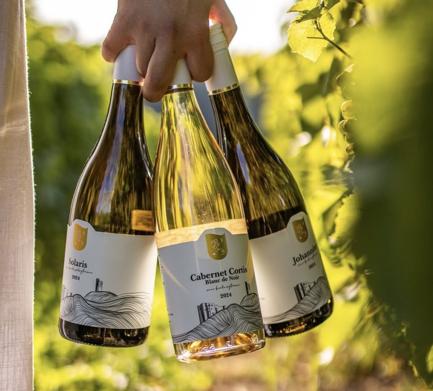 Degustacja z Winnica Kazimierskie Wzgórza