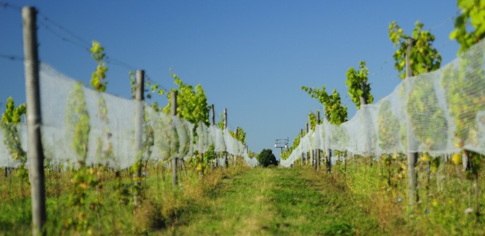Pionowa degustacja rieslingów Jaworek