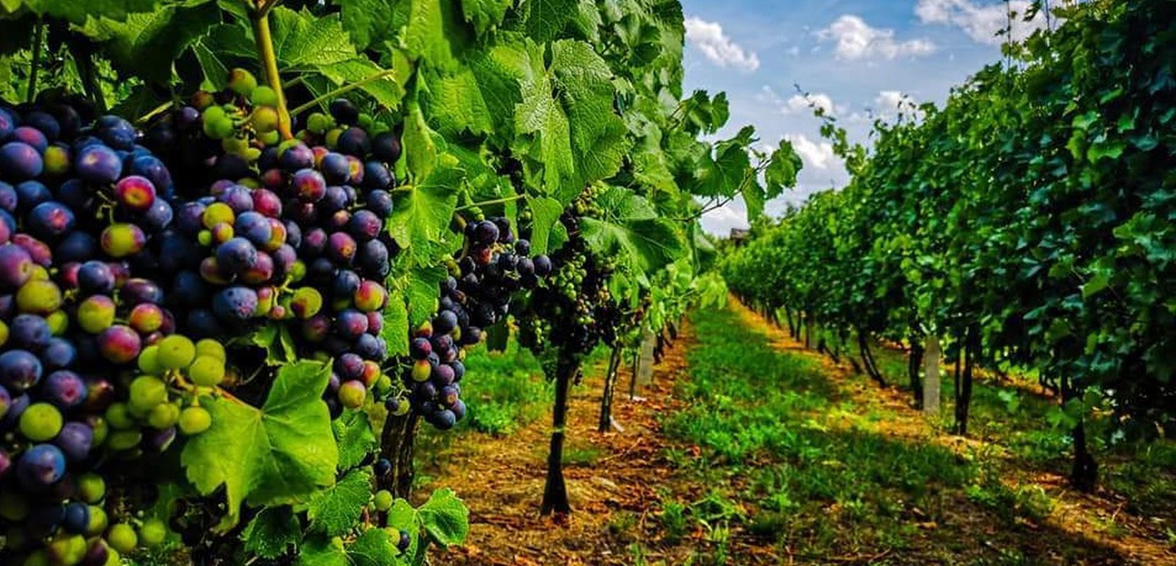 Winobranie Cz1. 7.09.2019r