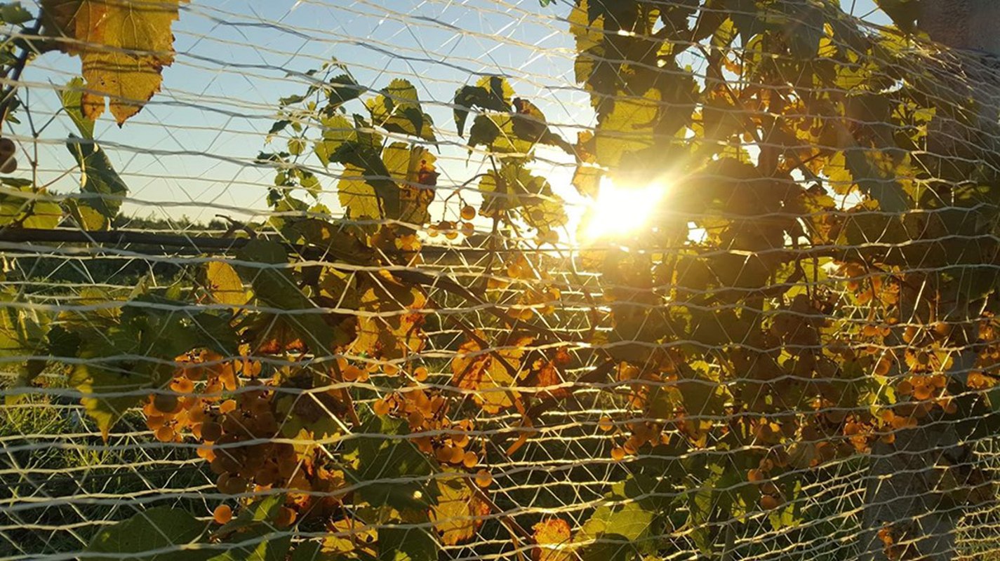 Winobranie 2019 na Winnicy Biały Kruk