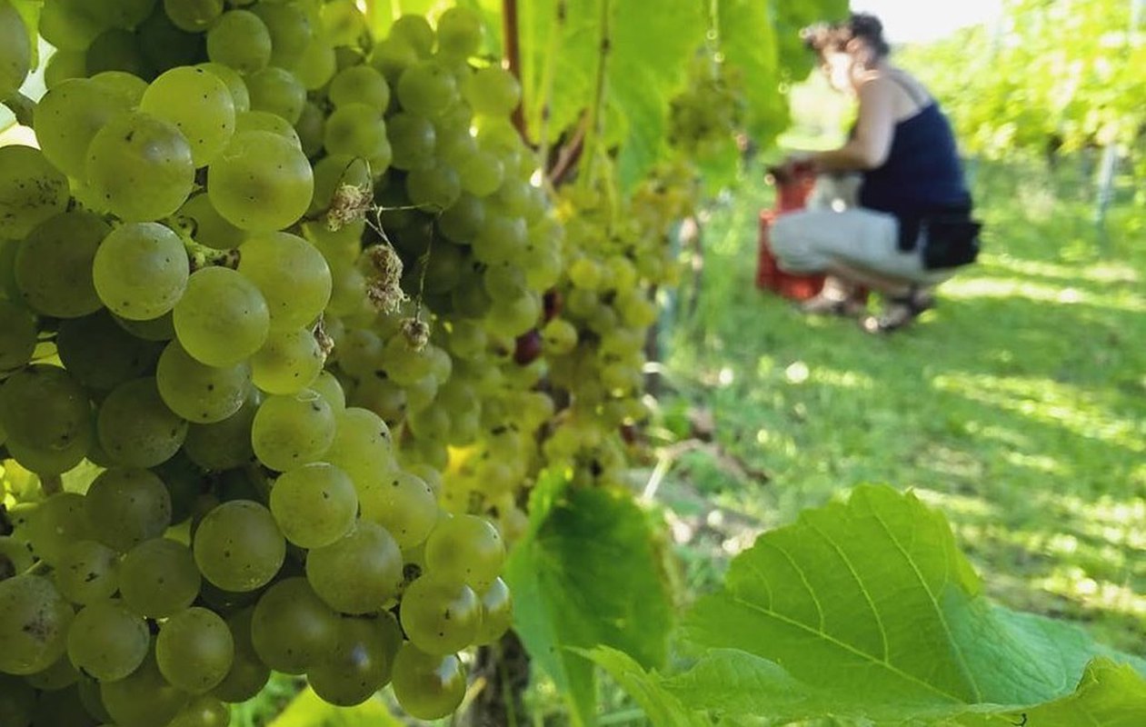 WinoBranie 2019 - Niedzielny obiad w winnicy