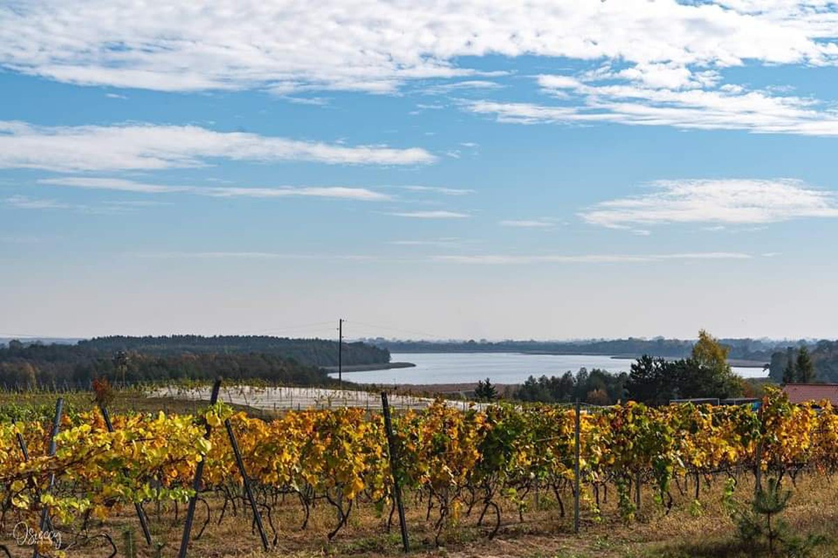 Winobranie na Winnicy Bona Terra